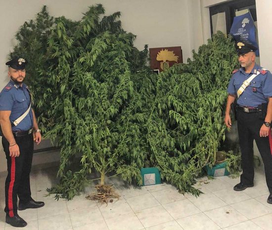 Corchiano - Carabinieri - Le piante di marijuana sequestrate