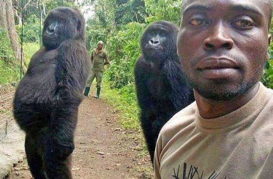 La gorilla Ndakasi nel selfie del 2019