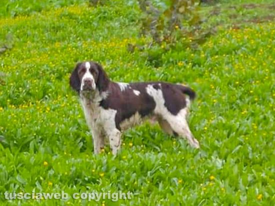 Il cane Giggio