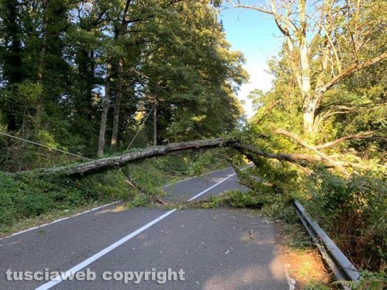 Carbognano - Albero crolla in mezzo alla strada 