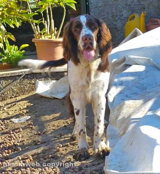 Il cane Giggio