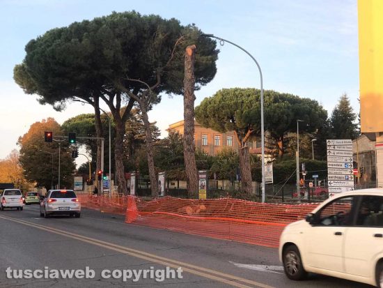 Tagliati i pini marittimi di porta Romana