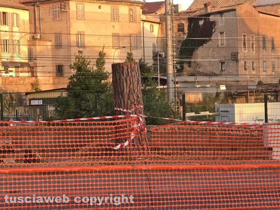Tagliati i pini marittimi di porta Romana