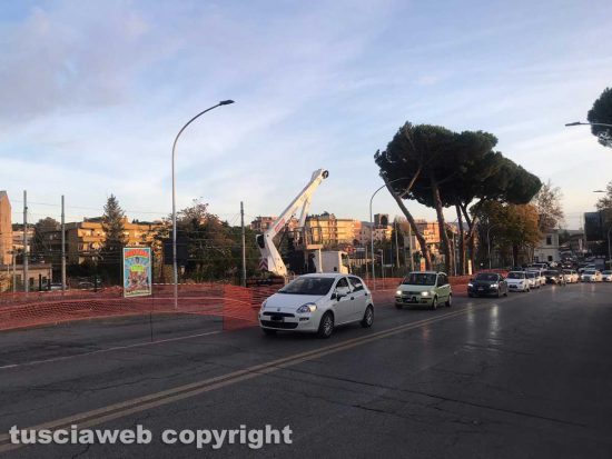 Tagliati i pini marittimi di porta Romana