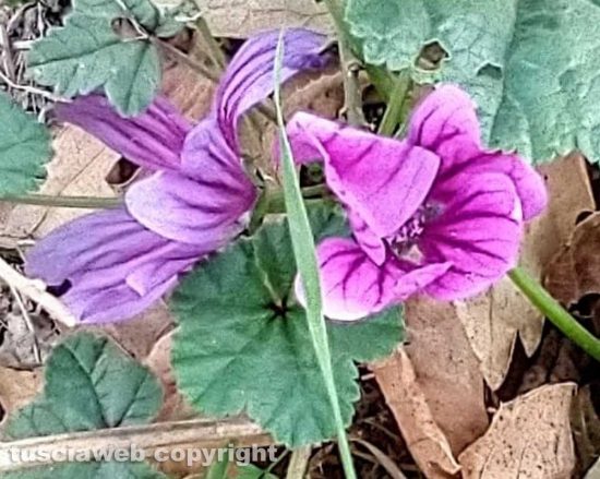 Viterbo - Fiori di malva