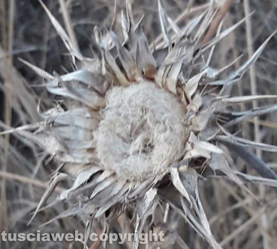 Viterbo - Girasole 