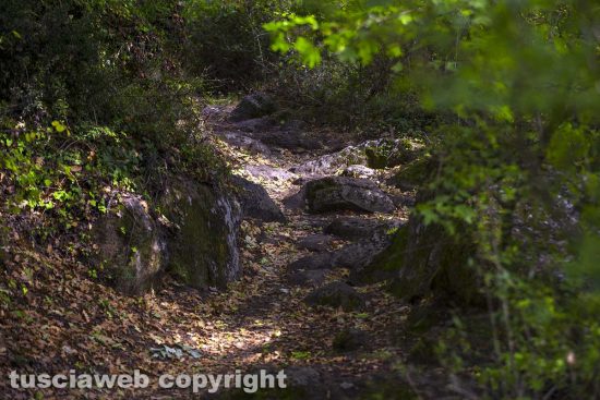 Il bosco di Soana - Foto di Maurizio Di Giovancarlo