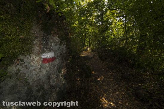 Il bosco di Soana - Foto di Maurizio Di Giovancarlo