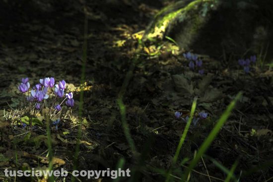 Il bosco di Soana - Foto di Maurizio Di Giovancarlo