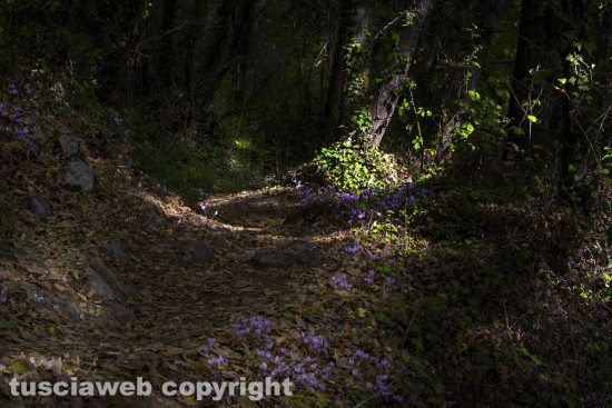 Il bosco di Soana - Foto di Maurizio Di GiovancarloIl bosco di Soana - Foto di Maurizio Di Giovancarlo