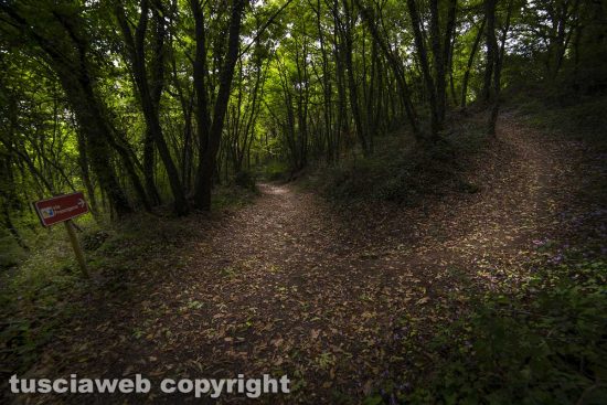 Il bosco di Soana - Foto di Maurizio Di Giovancarlo