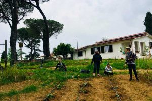 La coltivazione delle zucche