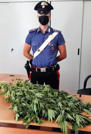 Pescorocchiano - Piante di cannabis sequestrate dai carabinieri
