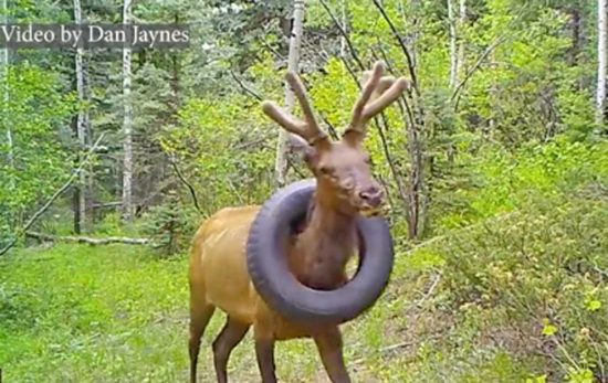 Colorado - L'alce con lo pneumatico al collo