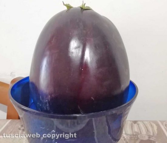 Vitorchiano - Una melenzana da 2,2 kg