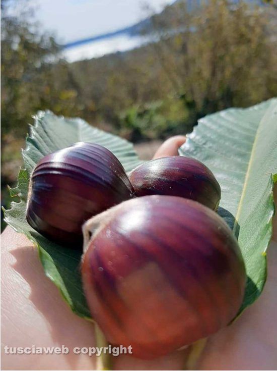 Caprarola - Castagne sullo sfondo del lago di Vico
