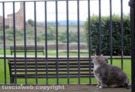 Tuscania - Il gatto Tito