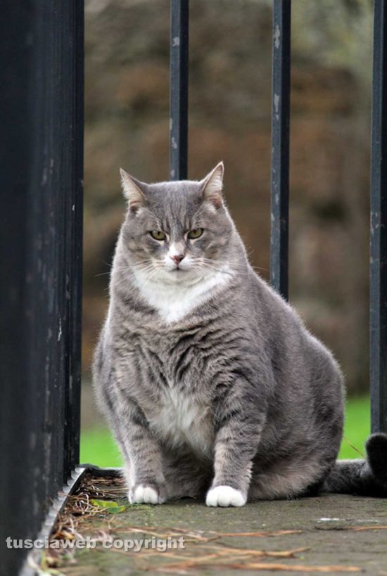 Tuscania - Il gatto Tito