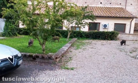 Viterbo - Cinghiali dentro alla facoltà di Economia