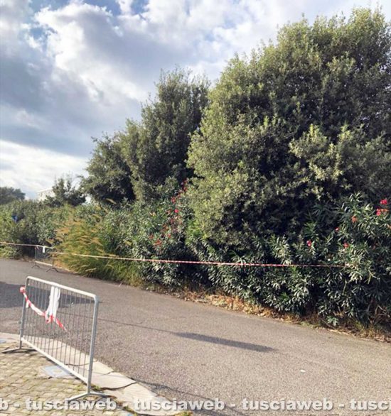 Orte - Il parcheggio di Molegnano prima degli interventi di pulizia
