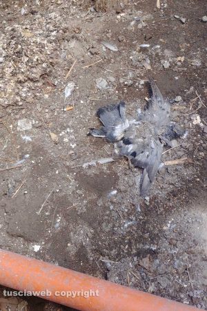 Viterbo - La struttura abbandonata in via Crochi