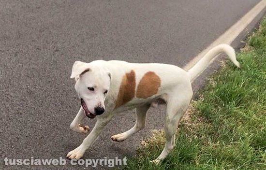 Vignanello - Uno dei cani trovati lungo la strada