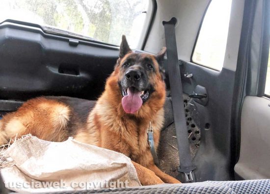 Vignanello - Uno dei cani trovati lungo la strada