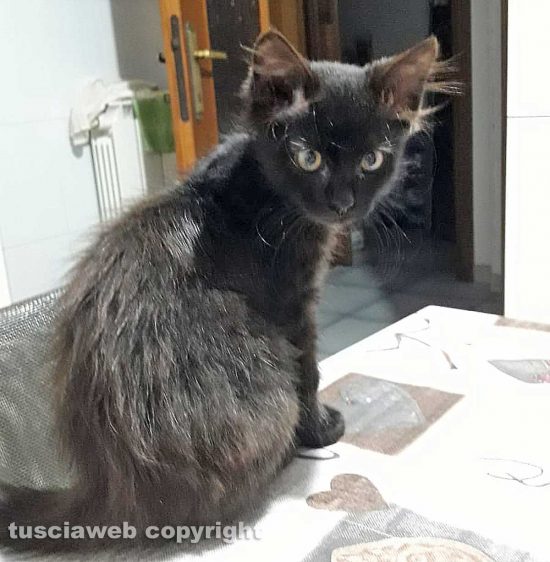 Viterbo - Il gatto Virgola