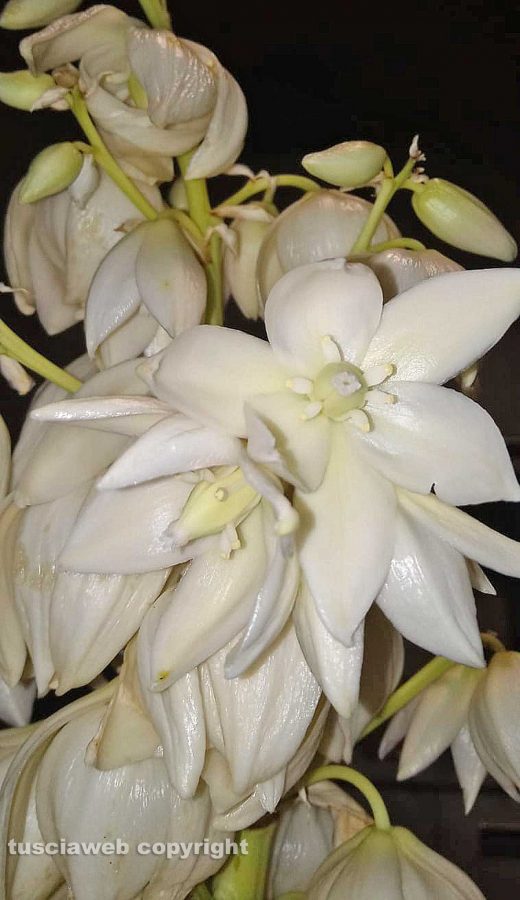 Fiore di yucca