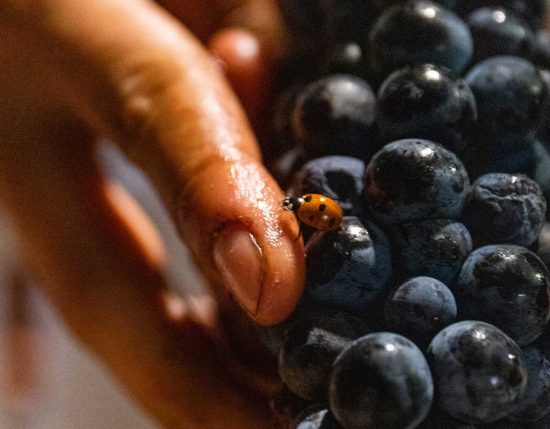 Azienda biologica Trebotti