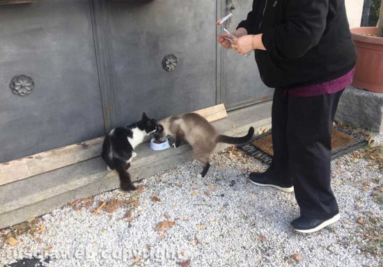 Viterbo - Il gattino di Porta Romana è tornato a casa