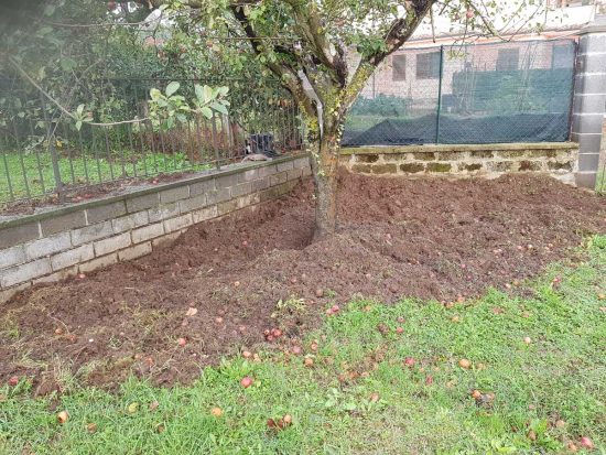 Bassano in Teverina - Cinghiali devastano i giardini pubblici 