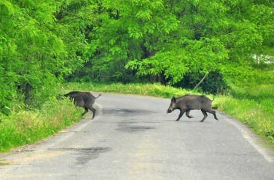 Cinghiali in strada