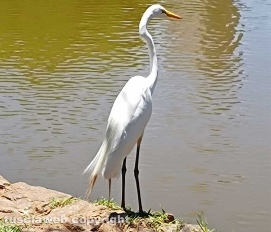 Trampoliere brasiliano