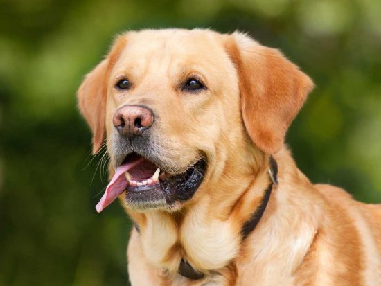 Un labrador