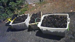 Santa Marinella - Ricci di mare sequestrati dalla Guardia di finanza