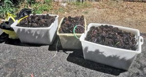 Santa Marinella - Ricci di mare sequestrati dalla Guardia di finanza