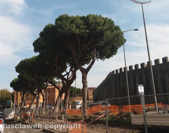 Viterbo - Il taglio degli alberi a piazzale Gramsci