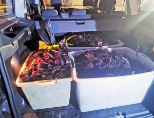 Santa Marinella - Ricci di mare sequestrati dalla Guardia di finanza