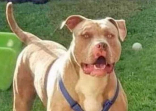 Bambino sbranato da un pitbull - Il cane