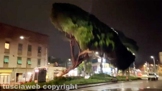 Viterbo - Il pino abbattuto a piazzale Gramsci