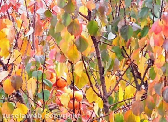La bellezza dei colori autunnali