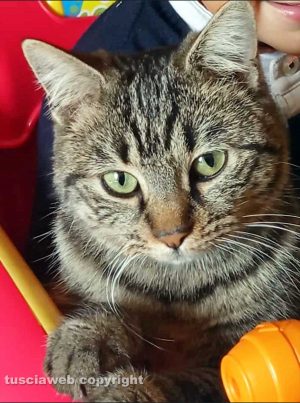 Il gatto scomparso a Viterbo