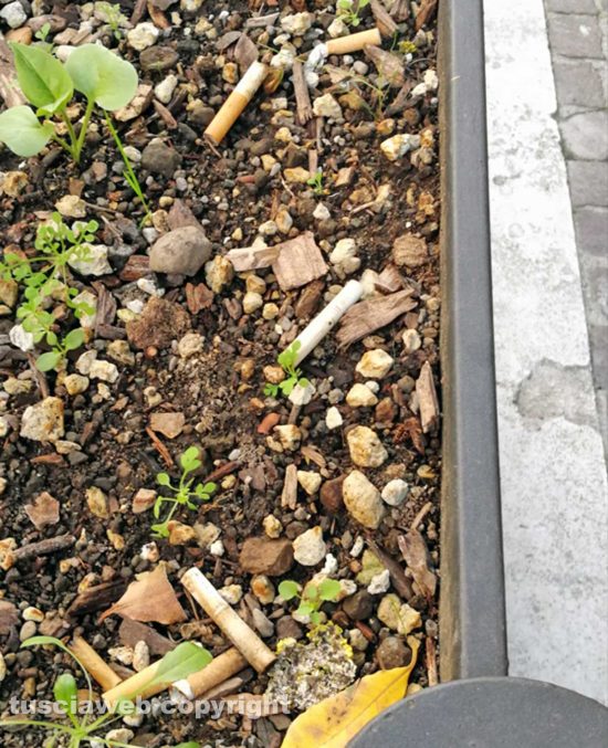 Viterbo - Sigarette nelle fioriere a via Marconi