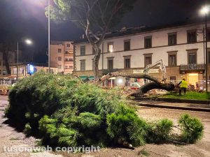 Viterbo - Il pino abbattuto a piazzale Gramsci