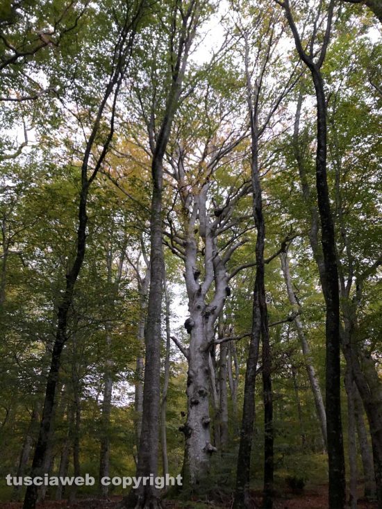 Le immagini del bosco scattate da Egle Sirtautaite e Bogdan Gligor