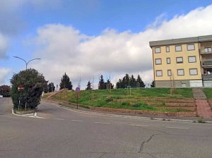 Canino - I nuovi alberi piantati per il progetto Ossigeno