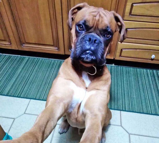 Il cane Romeo
