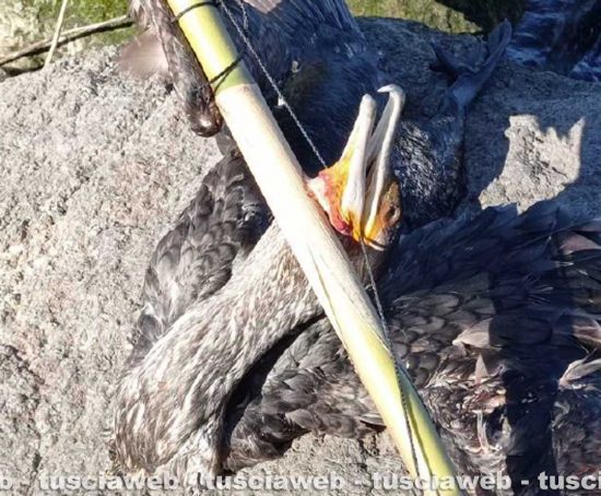 Bolsena – Cormorani trovati crocifissi al lago