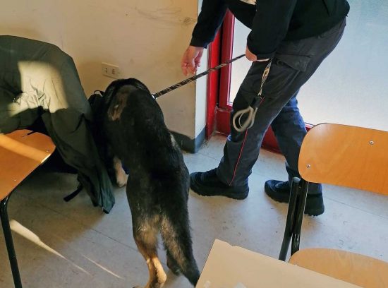 Civita Castellana - Carabinieri - L'unità cinofila in azione in una scuola